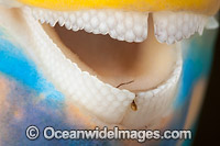 Close detail of the dental plates of a Three-color Parrotfish (Scarus tricolor). Photo was taken at the Fijian Islands.