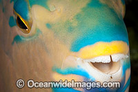 Detail of the dental plates of a Three-color Parrotfish (Scarus tricolor). Photo was taken at the Fijian Islands.