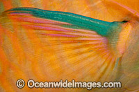 Detail of the pectoral fin of a Three-color Parrotfish (Scarus tricolor). Photo was taken at the Fijian Islands.