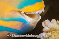 Close detail of the dental plates of a Three-color Parrotfish (Scarus tricolor). Photo was taken at the Fijian Islands.