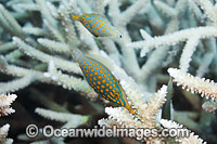 Beaked Leatherjacket (Oxymonacanthus longirostris). Also known as Beaked Filefish and Longnose Filefish. Usually found associated with branching or plate corals. Great Barrier Reef, Queensland, Australia, South East Asia and Indo-west Pacific