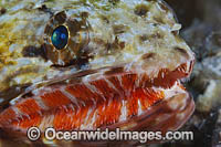 Orangemouth Lizardfish (Saurida flamma). Hawaii, USA.