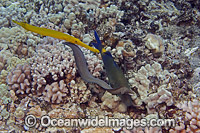 Blue Goatfish (Parupeneus cyclostomus), Trumpetfish (Aulostomus chinensis) and Whitemouth Moray eel (Gymnothorax meleagris), all working together to flush out small fish to prey on. Hawaii, Pacific Ocean, USA.