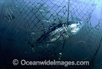 Southern Bluefin Tuna (Thunnus maccoyii), caught in the netting of a fish net holding pen, at a fish farm off Port Lincoln, South Australia.