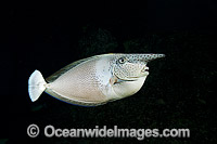 Paletail Unicornfish (Naso brevirostris). Also known as Kala Lolo. Photo taken off Hawaii, Pacific Ocean.