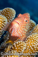 Ring-eyed Hawkfish (Paracirrhites arcatus), amongst Acropora Coral. Found throughout the Indo Pacific, including the Great Barrier Reef. Photographed in Hawaii.
