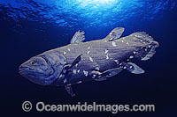 Coelacanth (Latimeria chalumnae). This is a digital illustration image.