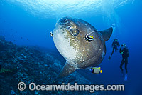 Divers observing an Ocean Sunfish (Mola mola), being cleaned by an Angelfish and Longfin Bannerfish. Found in tropical and temperate waters worldwide. Photo taken at Crystal Bay, Nusa Penida, Bali, Indonesia. Within the Coral Triangle.
