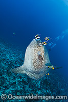 Divers observing an Ocean Sunfish (Mola mola), being cleaned by an Angelfish and Longfin Bannerfish. Found in tropical and temperate waters worldwide. Photo taken at Crystal Bay, Nusa Penida, Bali, Indonesia. Within the Coral Triangle.