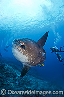 Divers observing an Ocean Sunfish (Mola mola). Found in tropical and temperate waters worldwide. Photo taken at Crystal Bay, Nusa Penida, Bali, Indonesia. Within the Coral Triangle.