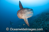 Ocean Sunfish (Mola mola). Found in tropical and temperate waters worldwide. Photo taken at Crystal Bay, Nusa Penida, Bali, Indonesia. Within the Coral Triangle.