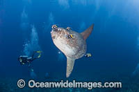 Divers observing a Ocean Sunfish (Mola mola), being cleaned by Angelfish and Longfin Bannerfish. Crystal Bay, Nusa Penida, Bali Island, Indonesia, Pacific Ocean.
