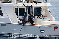This Swordfish (Xiphias gladius), is being hauled onboard after being incapacitated with a shotgun. Catalina Island, California, USA.