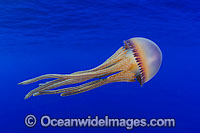 Pelagic Jellyfish (Thysanostoma sp.). Photo taken in Hawaii, Pacific Ocean, USA