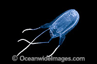 Box Jellyfish (Carybdea alata). Also known as Sea Wasp. Photo taken in Hawaii, Pacific Ocean, USA