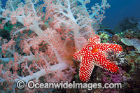 Alconarian Coral, Sea Star and Crinoid Feather Star reef scene. Photo was taken off Rinca Island in Komodo National Park, Indonesia.