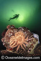 Diver observing a Sunflower Seastar (Pycnopodia helianthoides). British Columbia, Canada.