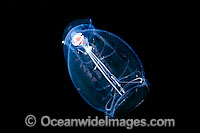 This pelagic Tunicate or Salp (Pegea confoederata) is part of the Salpidae family of gelatinous animals. Photo taken off Hawaii, Pacific Ocean, USA