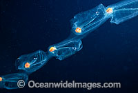 Pelagic Tunicates or Salps (Salpa maxima). Photo taken off Thailand, Andaman Sea. Within the Coral Triangle.