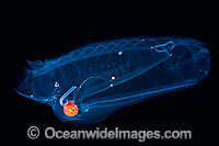 This pelagic Tunicate or Salp (Salpa aspera) is part of the Salpidae family of gelatinous animals. Photo taken off Hawaii, Pacific Ocean, USA