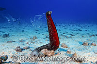 Holithorian, or Sea Cucumber (Holothuria sp.), in an upright position spawning. Found throughout the Indo-Pacific.