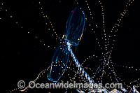 Diphyid Siphonophore (Prya dubia) feeding with tentacles extended in order to catch plankton. Siphonophores are colonial animals, composed of many physiologically integrated zooids. Photo taken off Hawaii, Pacific Ocean, USA
