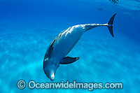 Bottlenose Dolphin (Tursiops truncatus). Found in tropical and sub-tropical oceans throughout the world. Photo taken in Bahamas, Caribbean Sea, Atlantic Ocean