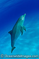Bottlenose Dolphin (Tursiops truncatus). Found in tropical and sub-tropical oceans throughout the world. Photo taken in Bahamas, Caribbean Sea, Atlantic Ocean