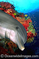 Reef scene and Bottlenose Dolphin (Tursiops truncatus). Dolphin was digitally added to this reef tropical reef scene from Fiji