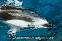 Pacific White-sided Dolphin (Lagenorhynchus obliquidens). Found in temperate waters of the North Pacific Ocean.