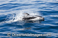 Pacific White-sided Dolphin (Lagenorhynchus obliquidens). Also known as Lag. Photo taken off Ensenada, Mexico, Pacific Ocean.