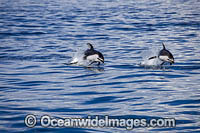 Pacific White-sided Dolphin (Lagenorhynchus obliquidens), breaching. Also known as Lag. Photo was taken off Northern Mexico