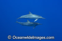 Spinner Dolphins (Stenella longirostris). Also known as Long-snouted Spinner Dolphin. Found in tropical waters around the world. Photo taken off Hawaii, Pacific Ocean, USA.