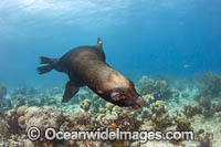 South American Sea Lion (Otaria flavescens). Resident of the Sea Aquarium on the island of Curacao in the Caribbean.
