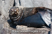Guadalupe Fur Seal (Arctocephalus townsendi), juvenile. Photographed off Guadalupe Island, Mexico.