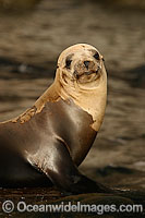 Guadalupe Fur Seal (Arctocephalus townsendi). Photographed off Guadalupe Island, Mexico.