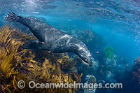 Guadalupe Fur Seal (Arctocephalus townsendi). Photographed in the shallows off Guadalupe Island, Mexico.