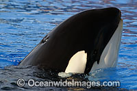 Killer Whale (Orcinus Orca) also known as Orca, spy hopping. Orca's are found in all oceans of the world, from the Arctic & Antarctic to tropical seas.