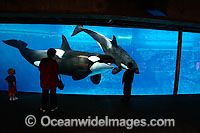 Some onlookers get a close look at a pair of Killer Whales, (Orcinus orca) also known as Orca, at Sea World in San Deigo, California, USA. Orca's are found in all oceans of the world, from the Arctic & Antarctic to tropical seas.