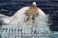 Humpback Whale (Megaptera novaeangliae) upside down at the surface, showing ventral pleats or throat grooves with Baracles attached. The lump at the end of the mouth is known as the jaw plate.