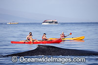 Humpback Whales (Megaptera novaeangliae) on surface near kayaks. Hawaii, USA. Found throughout the world's oceans in both tropical and polar areas, depending on the season. Classified as Vulnerable on the IUCN Red List.