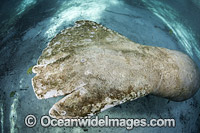 Florida Manatee (Trichechus manatus latirostris), showing boat propeller wounds. Also known as Sea Cow. Three Sister Spring, Crystal River Florida, USA. Classified Endangered Species on IUCN Red list. Florida Manatee is subspecies of West Indian Manatee.