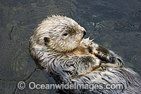 Southern Sea Otter (Enhydra lutris). Photo taken off Monterey, California, USA. Listed as Endangered on the IUCN Red List