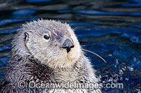 Southern Sea Otter (Enhydra lutris). Photo taken off Monterey, California, USA. Listed as Endangered on the IUCN Red List