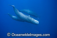 Sperm Whale (Physeter macrocephalus) underwater. Found in all oceans of the world, prefering ice-free waters. Photo taken in the Indian Ocean off Sri Lanka. Classified as Vulnerable on the IUCN Red List.