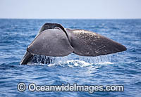 Sperm Whale (Physeter macrocephalus), showing tail fluke. Found in all oceans of the world, prefering ice-free waters. Photo taken in the Indian Ocean off Sri Lanka. Classified as Vulnerable on the IUCN Red List.