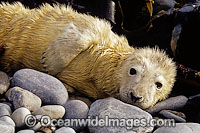 Grey Seal (Halichoerus grypus), pup. Also known as Atlantic Grey Seal and Horsehead Seal. Found in North Atlantic Ocean. Photo taken off the Orkney Islands, Scotland.