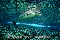 Hawaiian Monk Seal (Monachus schauinslandi). This species is endemic to the Hawaiian Islands, Pacific Ocean, and listed on the IUCN Red List as Critically Endangered.