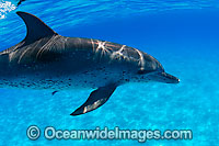 Atlantic Spotted Dolphin (Stenella frontalis). Found throughout the Gulf Stream of the North Atlantic Ocean. Photo taken in Bahamas, Caribbean Sea, Atlantic Ocean