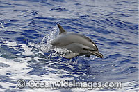 Atlantic Spotted Dolphin (Stenella frontalis). Also known as Pacific Spotted Dolphin.Found throughout the Gulf Stream of the North Atlantic Ocean. Photo taken in Bahamas, Caribbean Sea, Atlantic Ocean